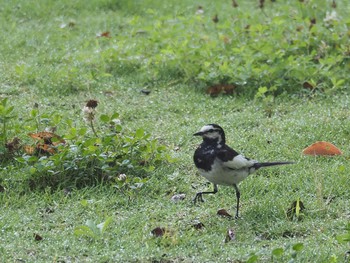 Wagtail Unknown Spots Sun, 7/10/2016