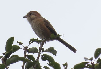 Bull-headed Shrike Maioka Park Sun, 10/4/2020