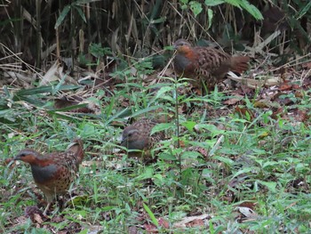 Chinese Bamboo Partridge Maioka Park Sun, 10/4/2020