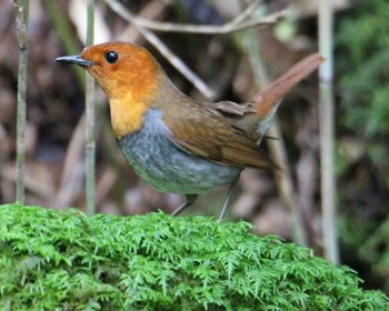 2020年8月1日(土) 柳沢峠の野鳥観察記録