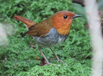 Japanese Robin Yanagisawa Pass Sat, 8/1/2020