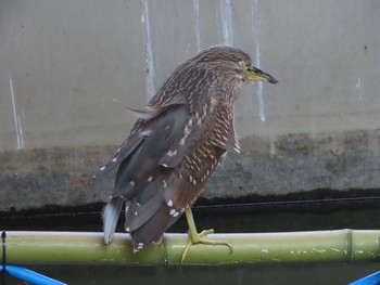 Black-crowned Night Heron Kasai Rinkai Park Fri, 8/14/2020