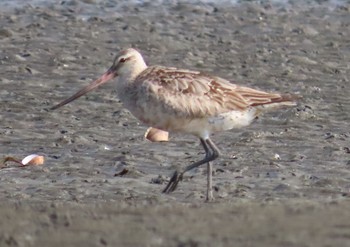 オオソリハシシギ ふなばし三番瀬海浜公園 2020年8月14日(金)