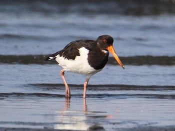 Eurasian Oystercatcher Sambanze Tideland Fri, 8/14/2020