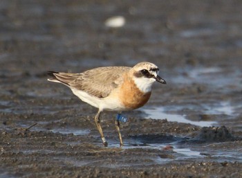 Siberian Sand Plover Sambanze Tideland Fri, 8/14/2020