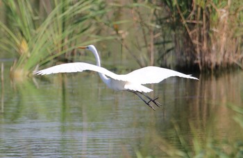 Great Egret Kasai Rinkai Park Fri, 8/14/2020