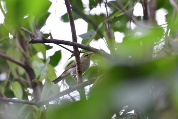 未同定 東京港野鳥公園 2020年10月4日(日)