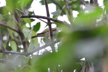 未同定 東京港野鳥公園 2020年10月4日(日)