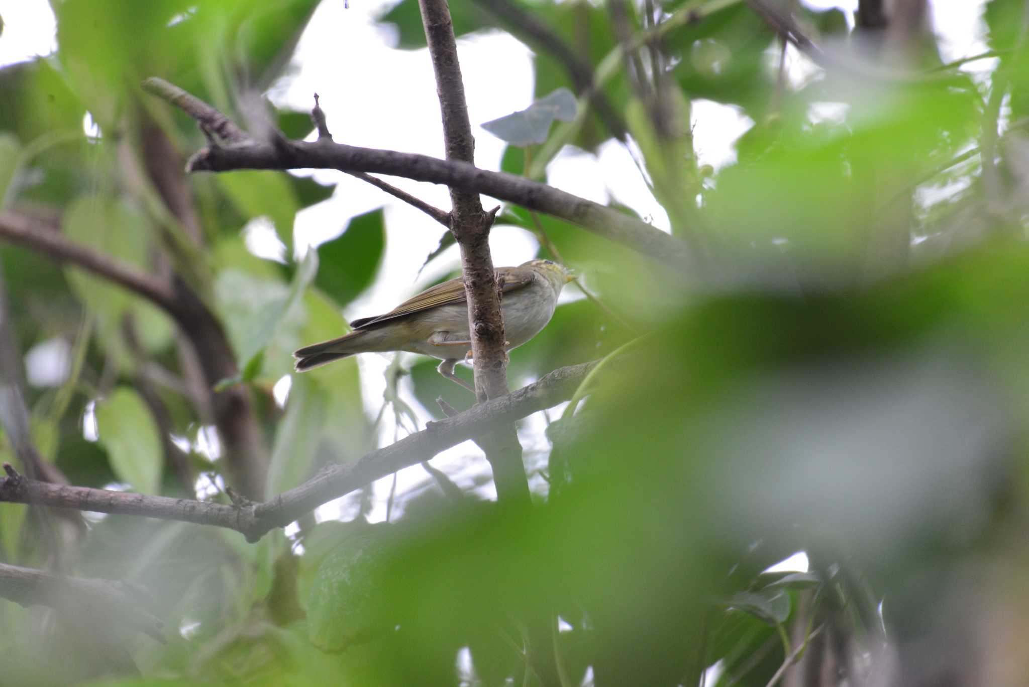 この野鳥の種類を教えてください！