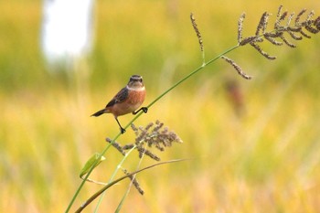 Amur Stonechat Unknown Spots Fri, 10/2/2020