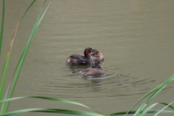 Little Grebe 金井遊水地(金井遊水池) Sun, 7/10/2016