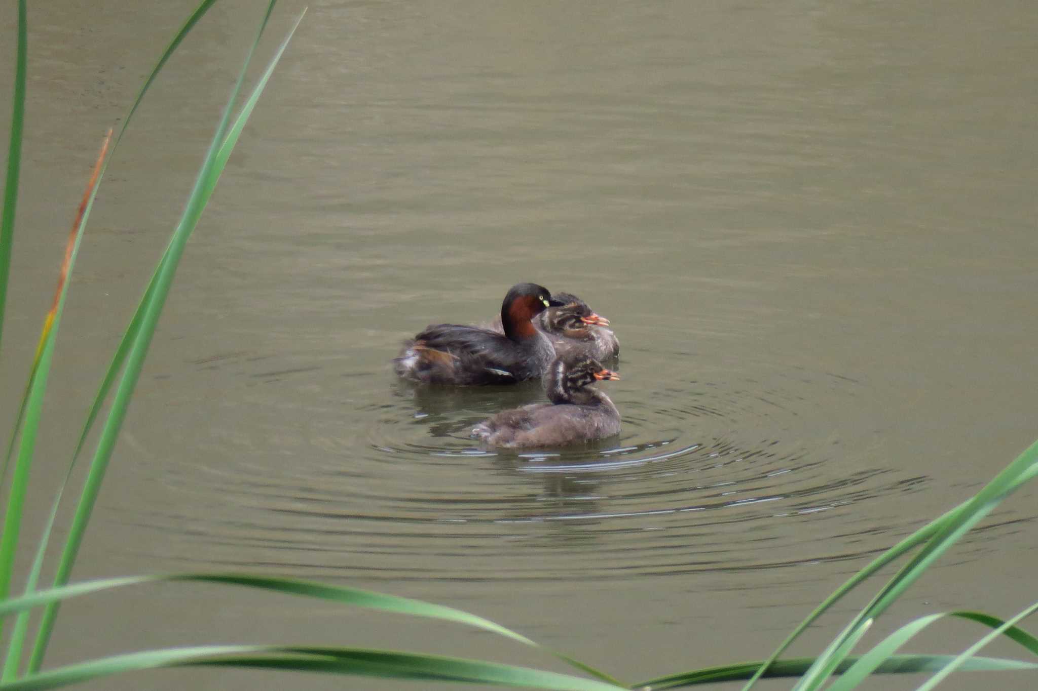 Photo of Little Grebe at 金井遊水地(金井遊水池) by shin