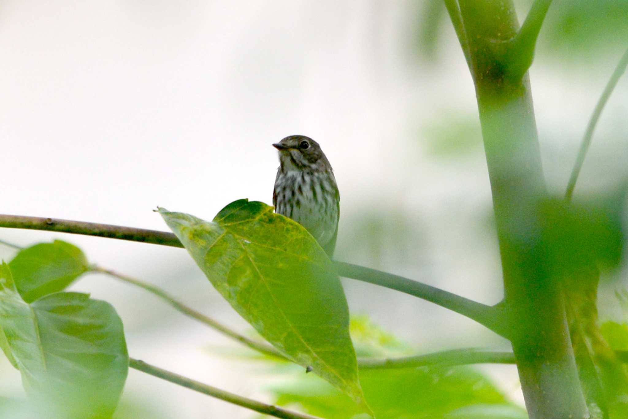 Grey-streaked Flycatcher