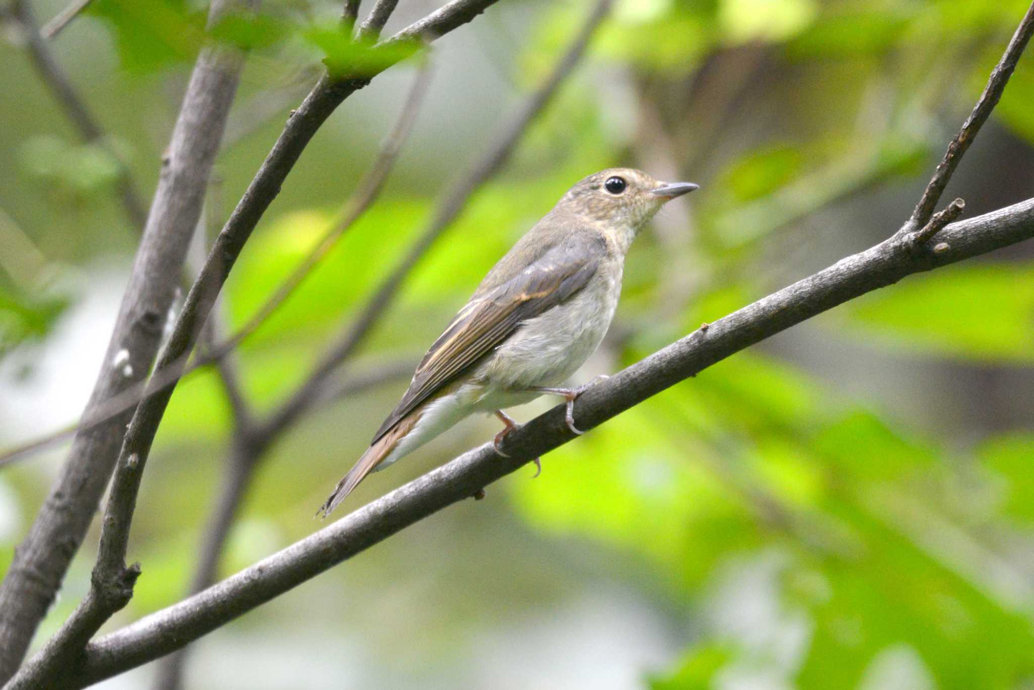 Narcissus Flycatcher