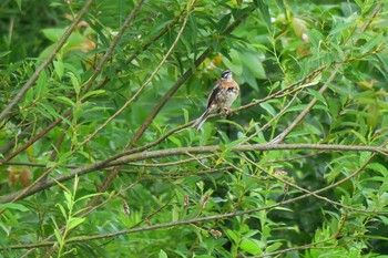 Meadow Bunting 境川遊水池 Sun, 7/10/2016