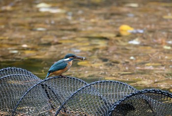 Common Kingfisher 弘前公園(弘前城) Mon, 11/4/2019