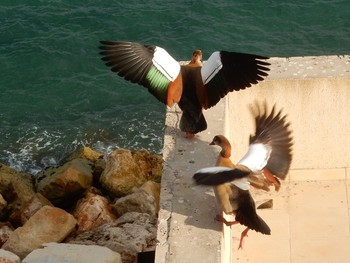 2020年9月24日(木) Tel Aviv, Israel の野鳥観察記録