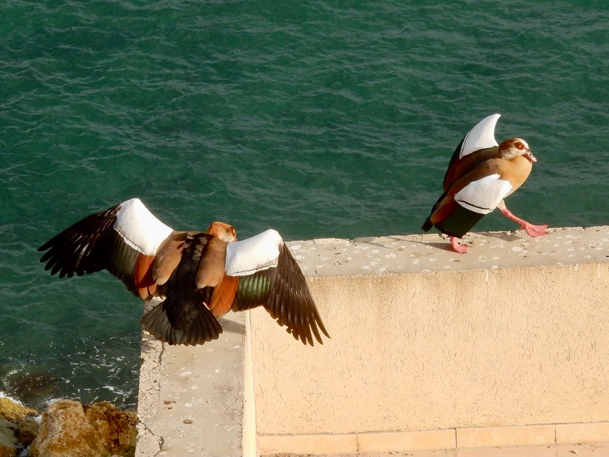 Tel Aviv, Israel  エジプトガンの写真 by tlvatsko83