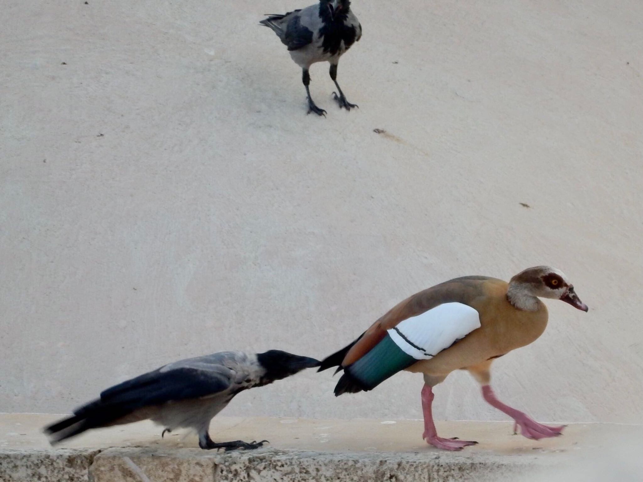 年9月26日 土 Tel Aviv Israel の野鳥観察記録 By Tlvatsko Zoopicker