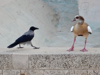 Hooded Crow Tel Aviv, Israel  Sat, 9/26/2020