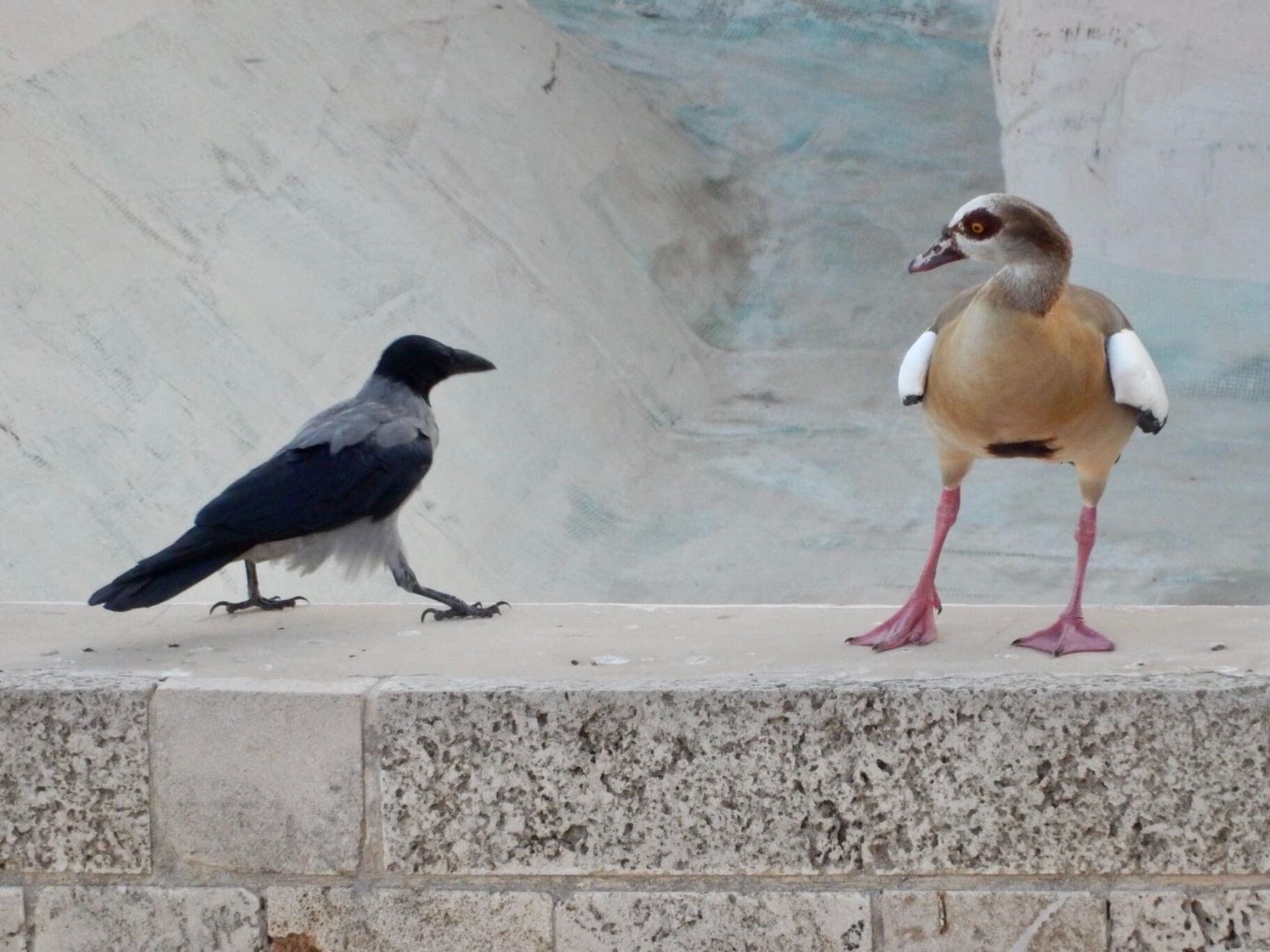 年9月26日 土 Tel Aviv Israel の野鳥観察記録 By Tlvatsko Zoopicker