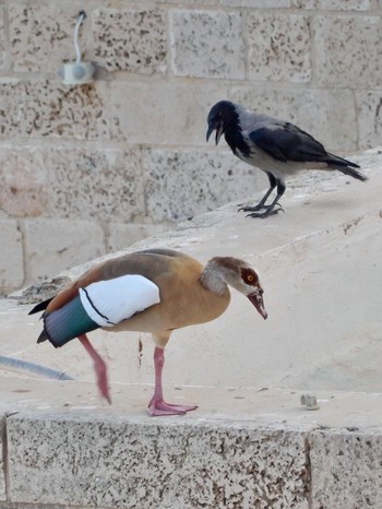 エジプトガン Tel Aviv, Israel  2020年9月26日(土)