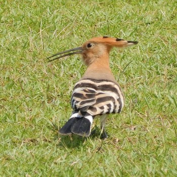 2020年9月11日(金) Tel Aviv, Israel の野鳥観察記録