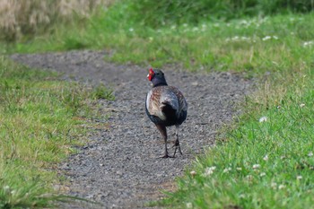 Green Pheasant 深谷通信所 Sun, 7/10/2016