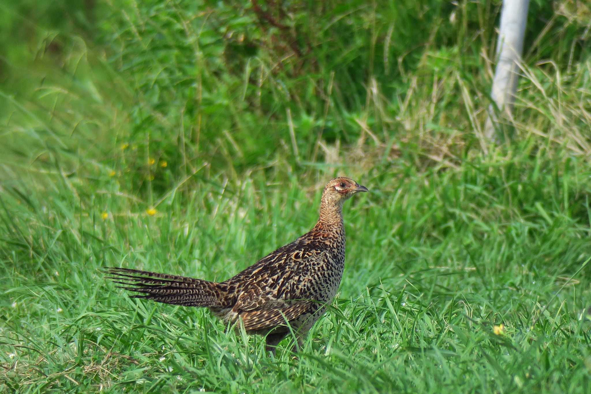 Photo of Green Pheasant at 深谷通信所 by shin