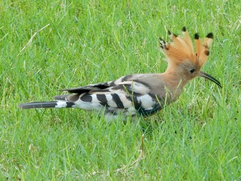 2020年9月14日(月) Tel Aviv, Israel の野鳥観察記録