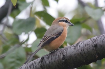 Bull-headed Shrike 武庫川 Sun, 10/4/2020