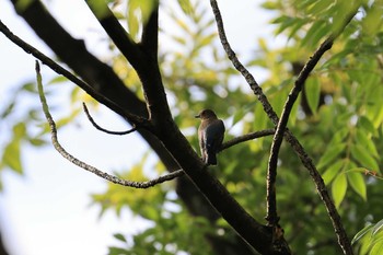 2020年10月4日(日) 大阪城公園の野鳥観察記録