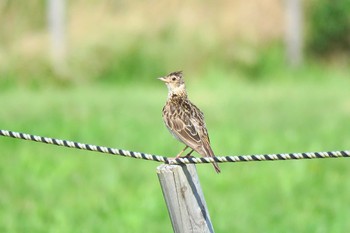 Eurasian Skylark 深谷通信所 Sun, 7/10/2016