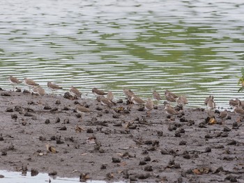 アカアシシギ Sungei Buloh Wetland Reserve 2020年10月3日(土)