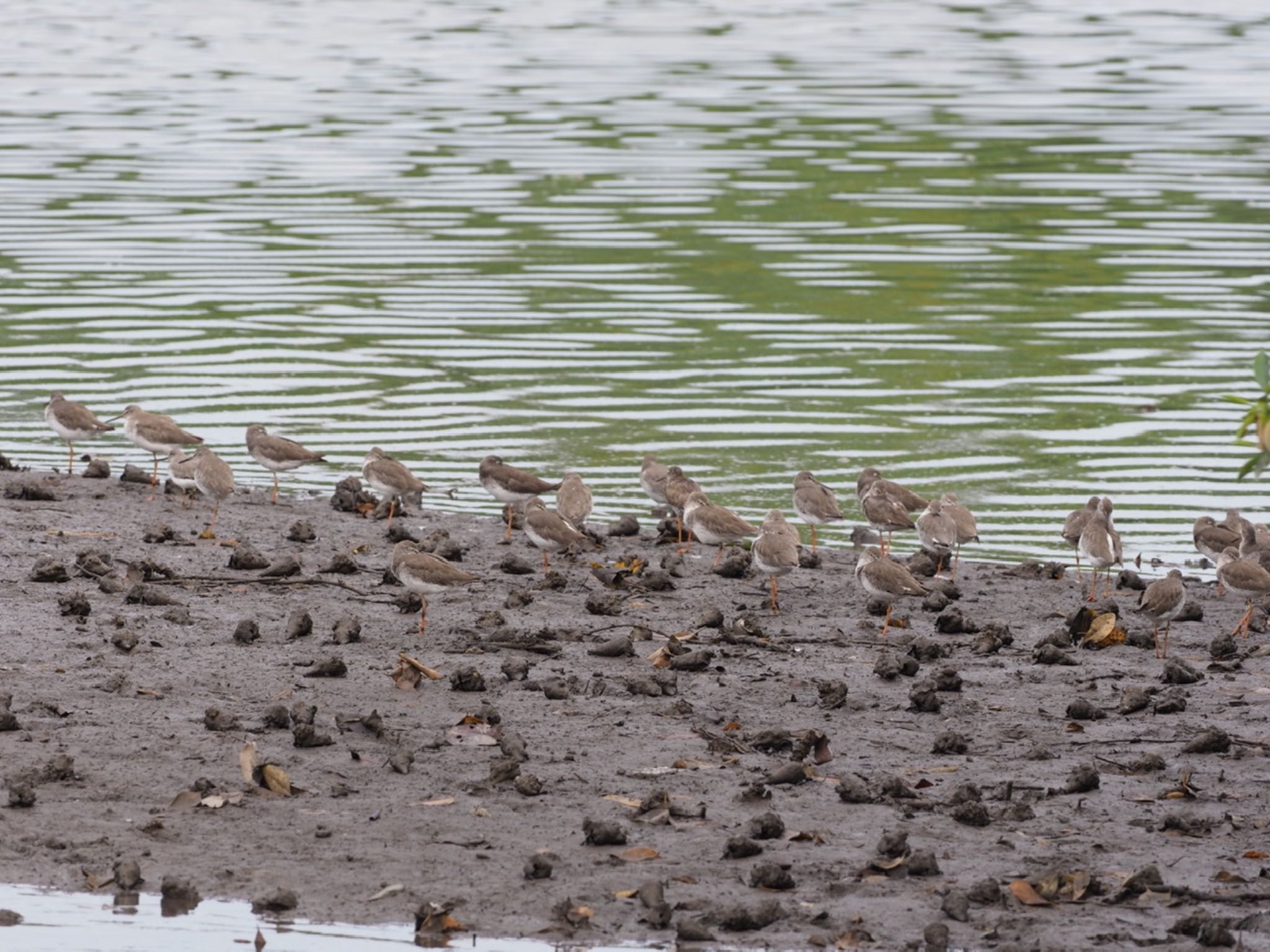 Sungei Buloh Wetland Reserve アカアシシギの写真 by T K