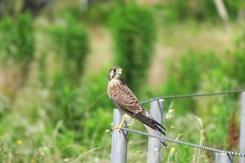 Common Kestrel 深谷通信所 Sun, 7/10/2016