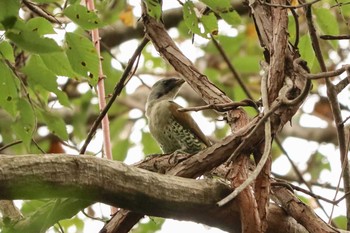 2020年10月3日(土) 御胎内清宏園の野鳥観察記録