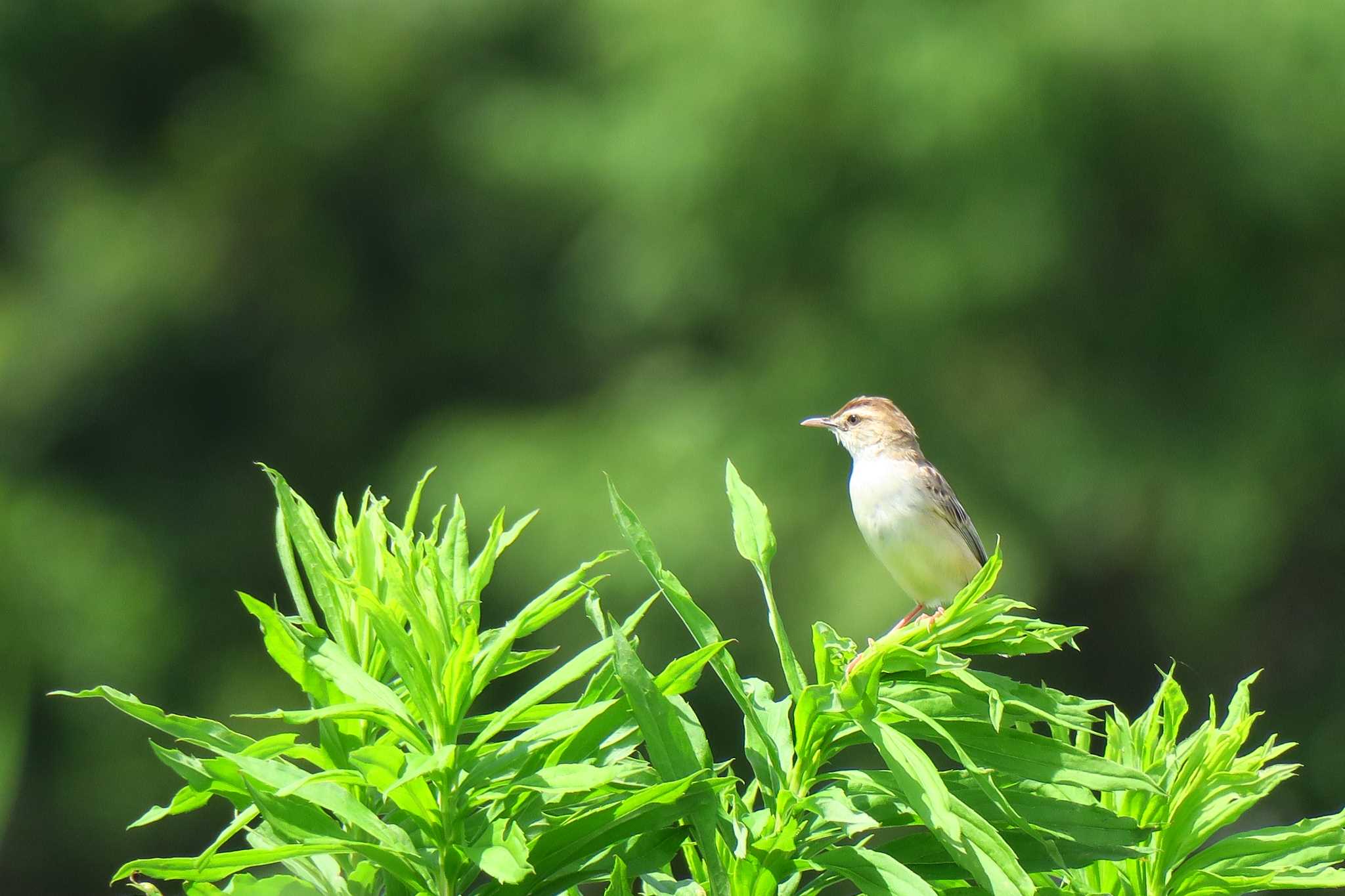 Photo of Zitting Cisticola at 深谷通信所 by shin