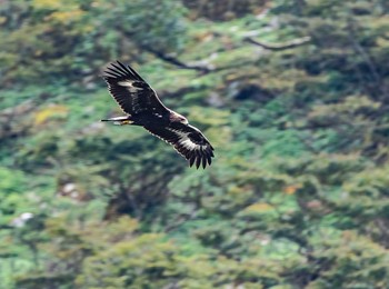 Golden Eagle Unknown Spots Sat, 10/3/2020