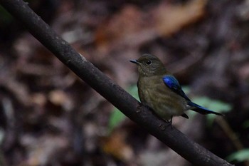 Blue-and-white Flycatcher Yamanakako Lake Mon, 10/5/2020