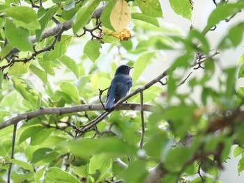 オオルリ 金ヶ崎公園(明石市) 2020年10月4日(日)