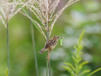 2020年10月4日(日) 金ヶ崎公園(明石市)の野鳥観察記録