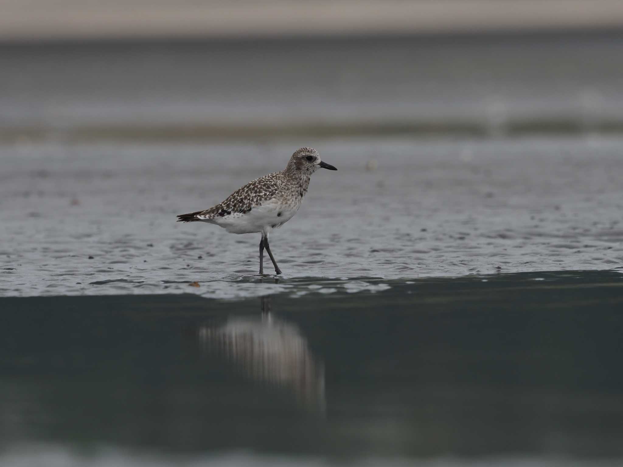 ふなばし三番瀬海浜公園 ダイゼンの写真 by シロチ