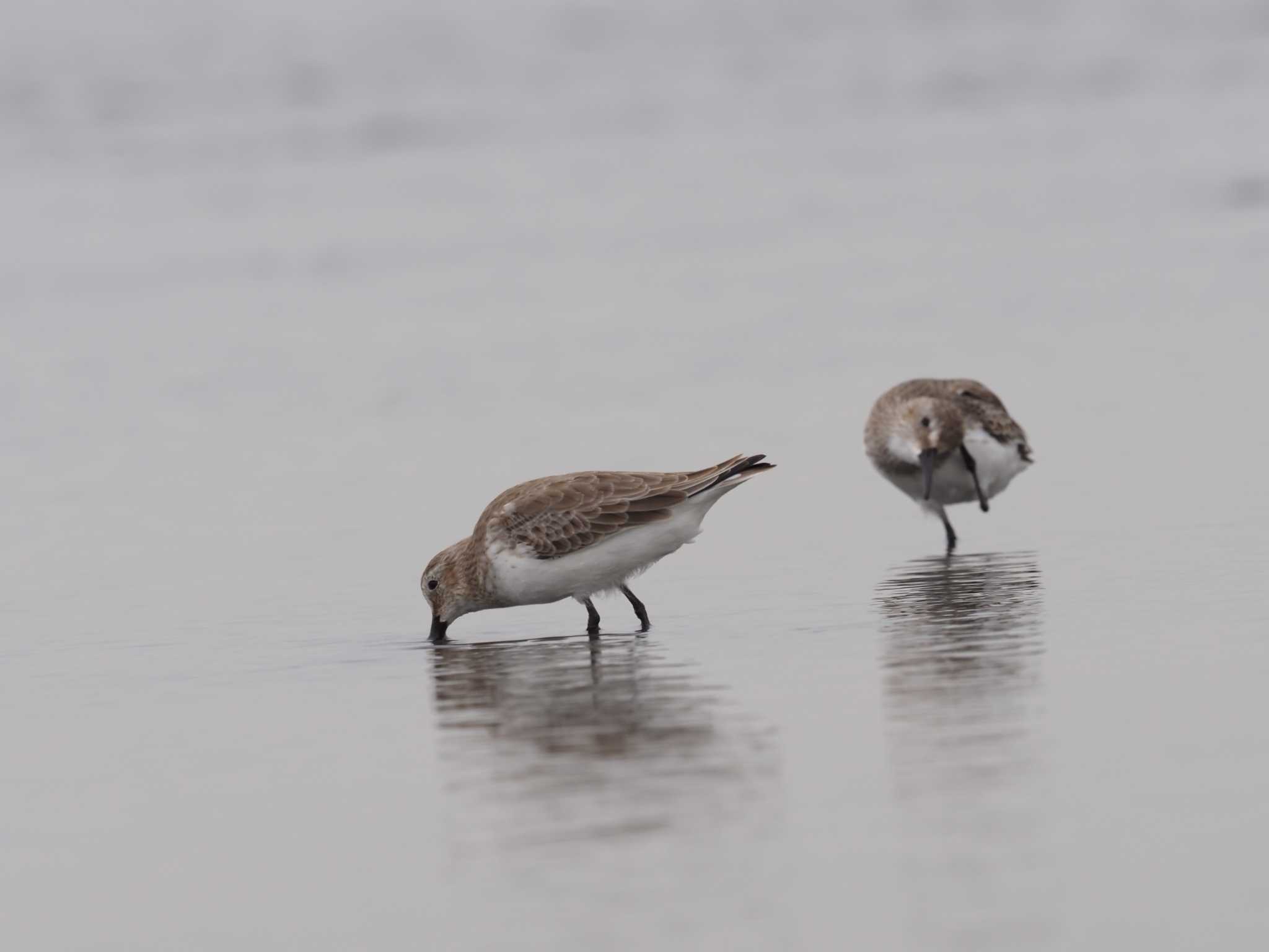 ふなばし三番瀬海浜公園 ハマシギの写真 by シロチ