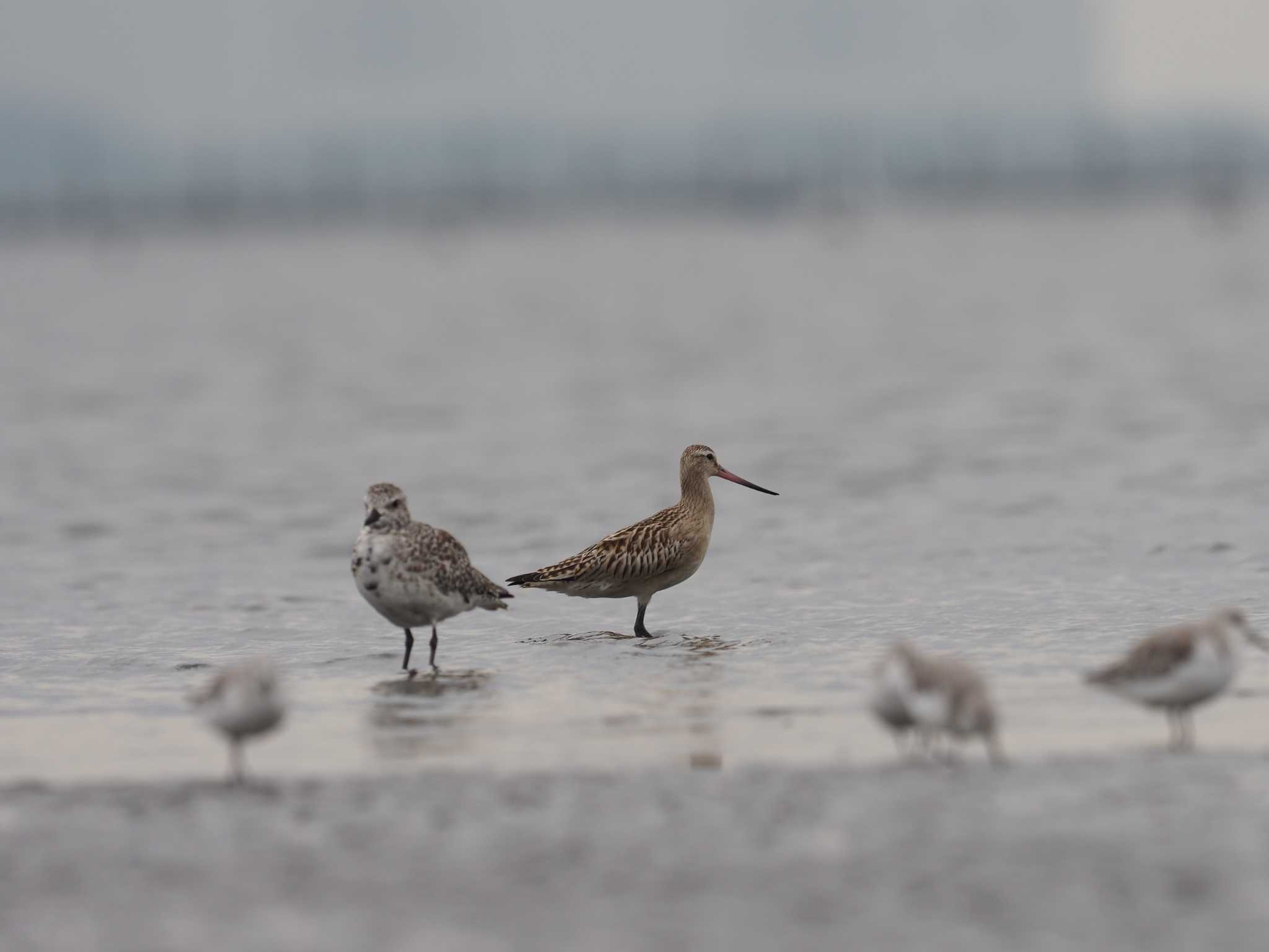 ふなばし三番瀬海浜公園 オオソリハシシギの写真 by シロチ