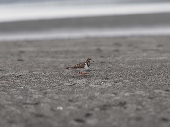 2020年10月5日(月) ふなばし三番瀬海浜公園の野鳥観察記録