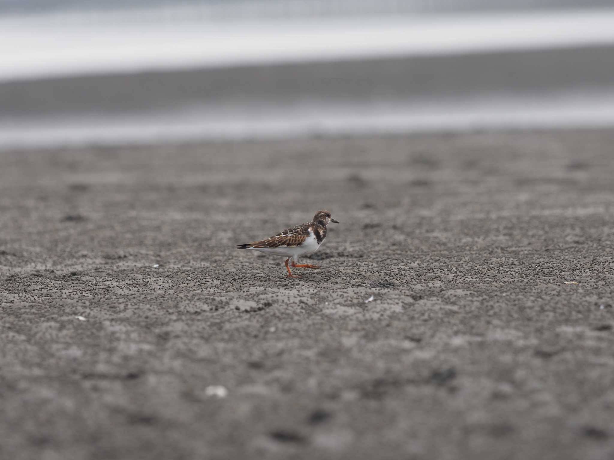 ふなばし三番瀬海浜公園 キョウジョシギの写真 by シロチ