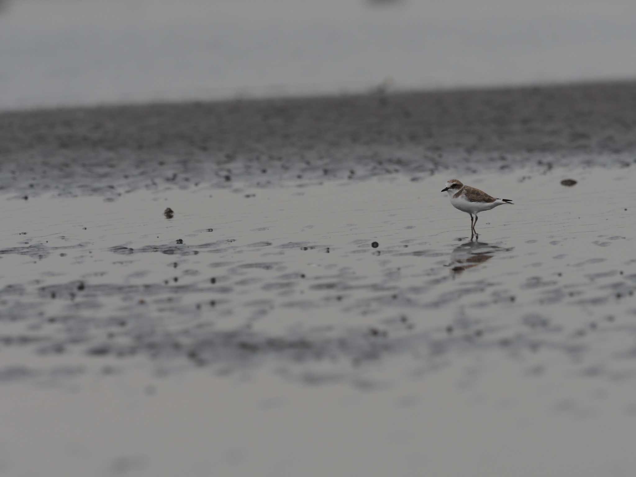 ふなばし三番瀬海浜公園 シロチドリの写真 by シロチ