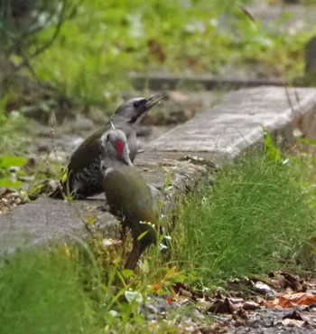 Sun, 10/4/2020 Birding report at Yamanakako Lake