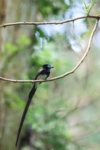 Black Paradise Flycatcher Moritogawa Sat, 6/18/2016